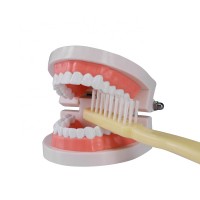 Dental Care Tooth Kids Brushing Study Model Educational Dental Model Oral 28 Teeth Model with Soft Gums